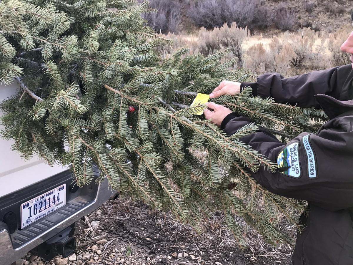 Idaho Christmas Tree Permits Bureau of Land Management